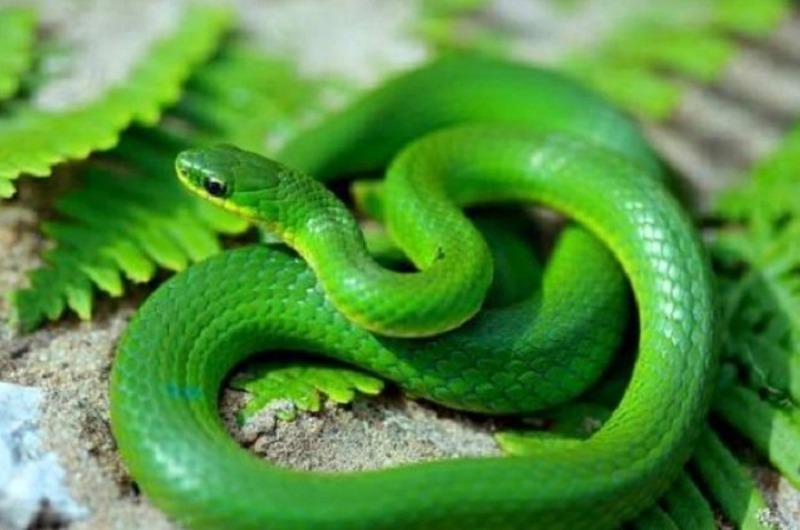 Mơ thấy rắn màu xanh lục điềm báo điều gì?